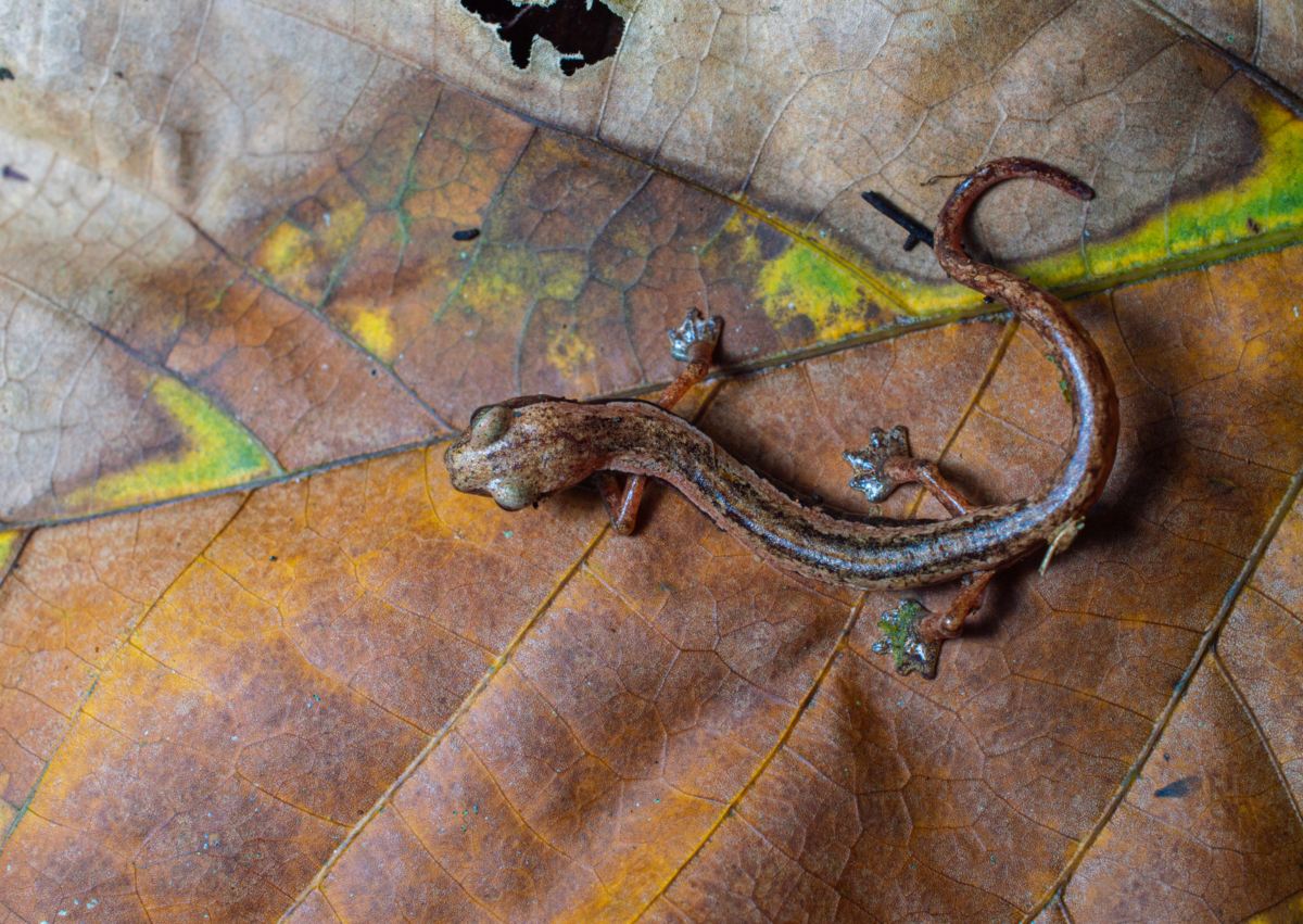 Bolitoglossa helmrichi © Renato Morales Bolitoglossa helmrichi | J. Renato Morales