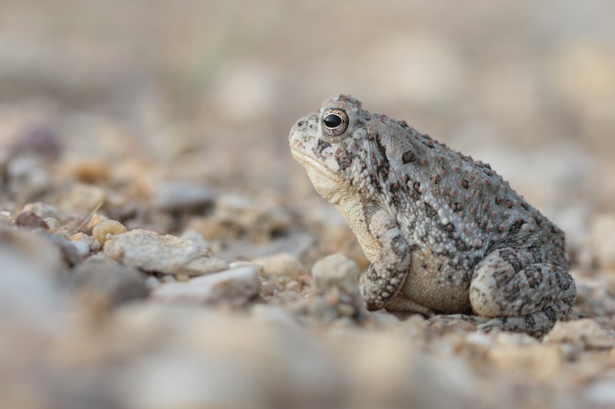 Anaxyrus woodhousii © Tristan Vratil Woodhouse toad | Tristan Vratil