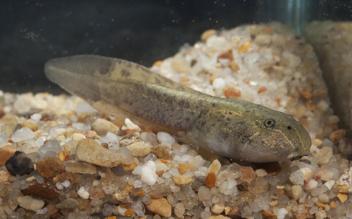 Telmatobius hintoni tadpole Tadpole in stage 35 of Telmatobius hintoni