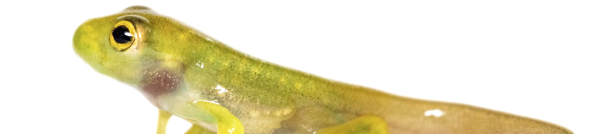 Metamorph of Espadarana audax Metamorph of Espadarana audax