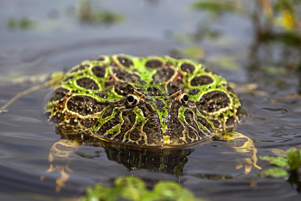 Ceratophrys ornata © Gabriela Agostini Frog (Ceratophrys sp) in water | Gabriela Agostini